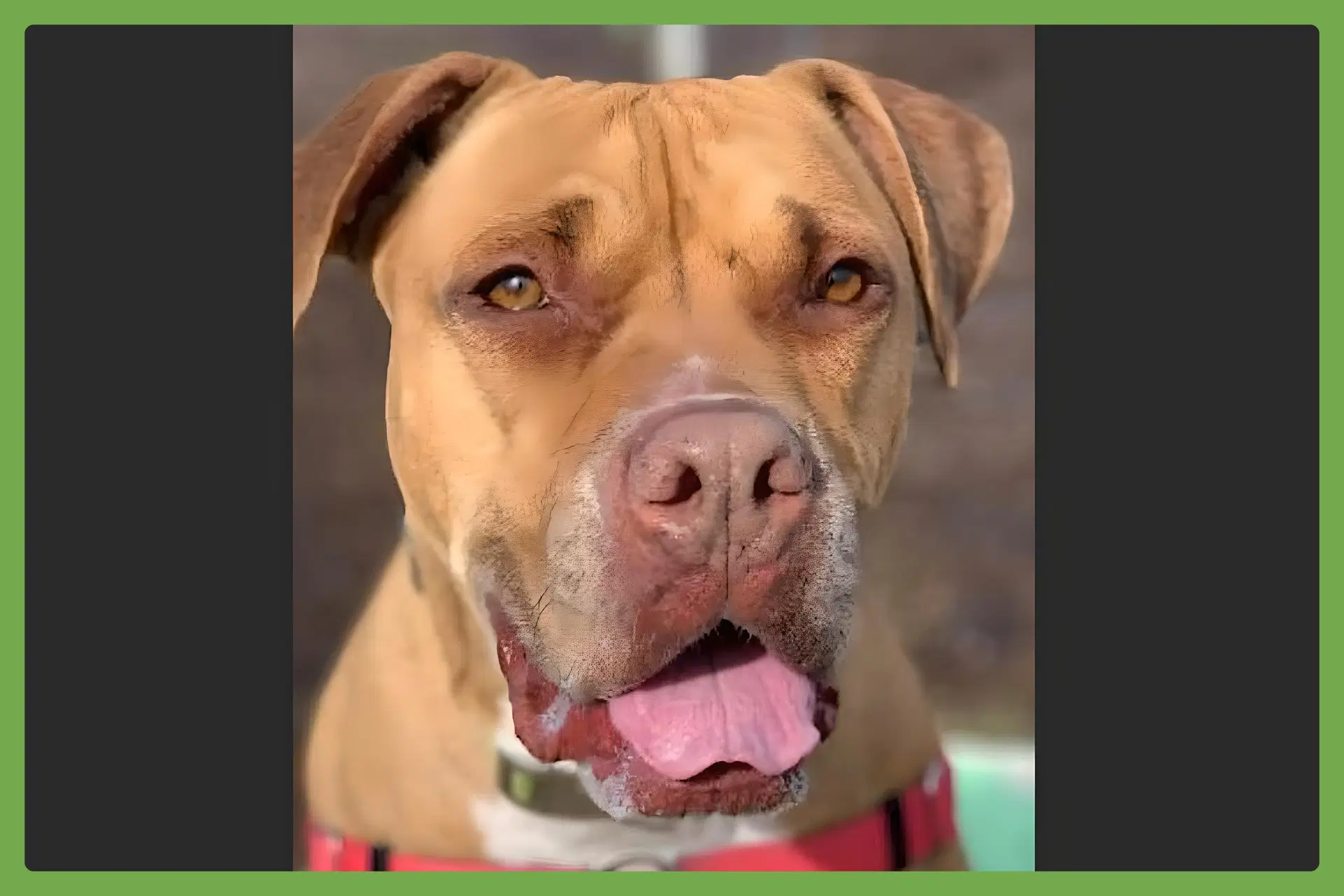 Jax - Boxer