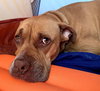 Jax - Photo 9