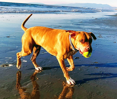 Jax, photo 7