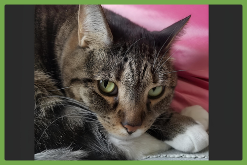 JADE - Domestic Short Hair available for adoption