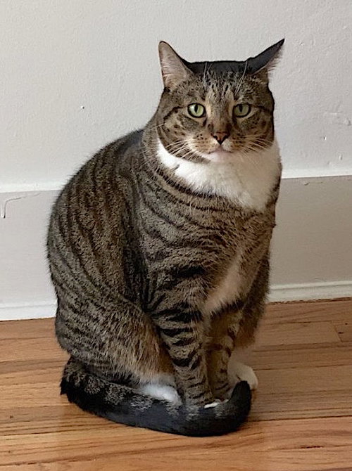 JADE - Domestic Short Hair available for adoption