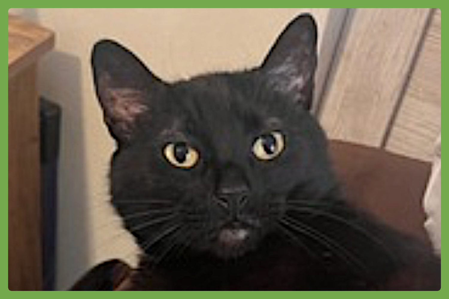 Cats for Adoption in Hinsdale, New Hampshire Alpha Paw