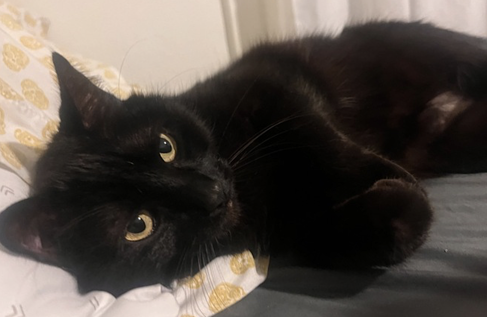 Cats for Adoption in Hinsdale, New Hampshire Alpha Paw