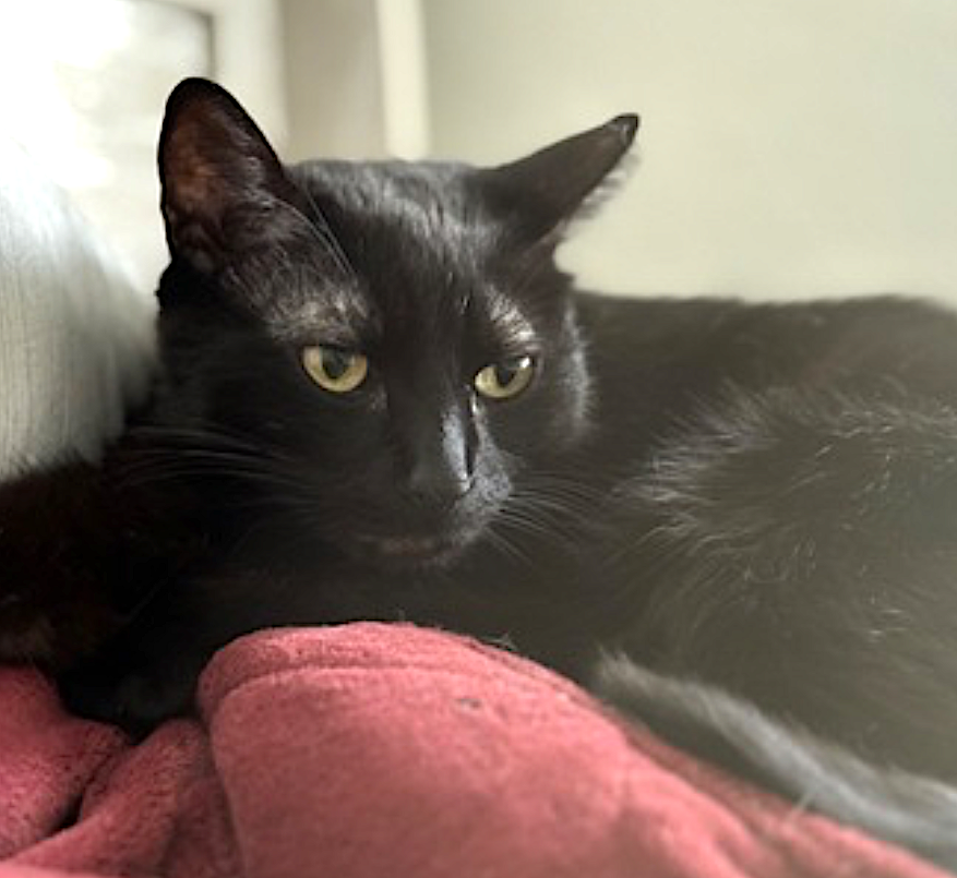 Cats for Adoption in Hinsdale, New Hampshire Alpha Paw