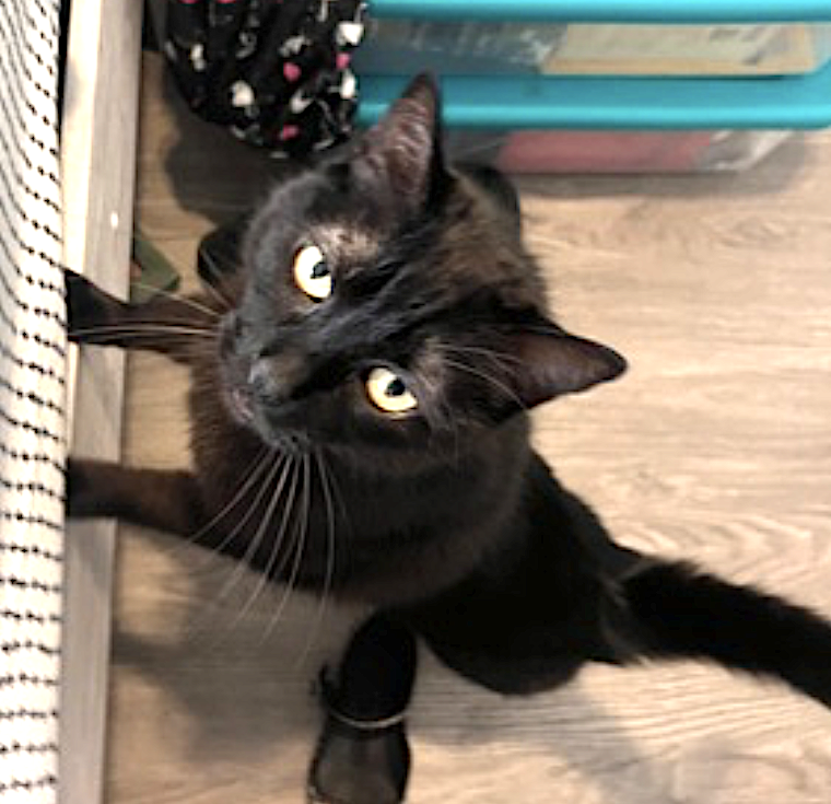 Cats for Adoption in Hinsdale, New Hampshire Alpha Paw