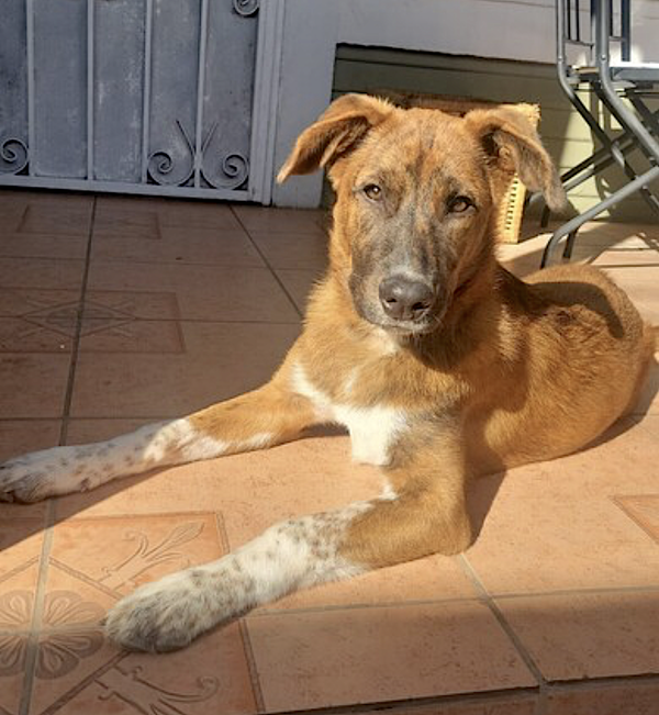 Puppy