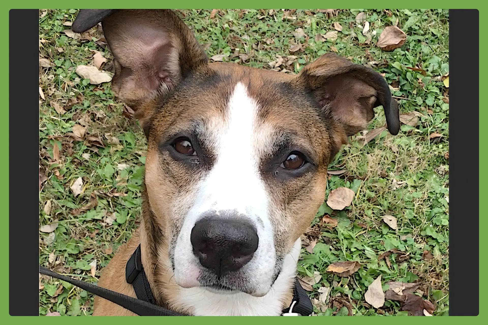 Augusta - American Pit Bull Terrier