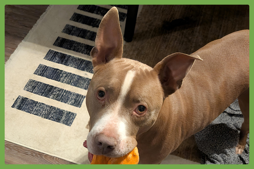 PERCY J - American Pit Bull Terrier available for adoption