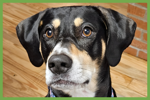 PENNY - Coonhound available for adoption