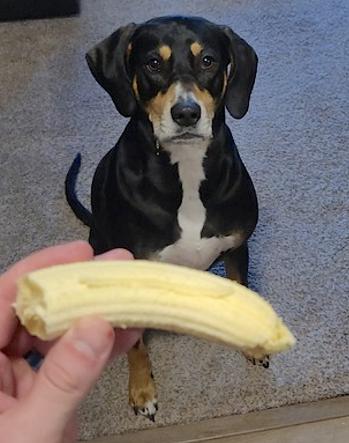 PENNY - Coonhound available for adoption