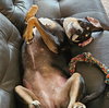 Penny - Photo 4