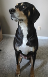 Penny - Photo 5