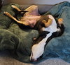 Penny - Photo 7