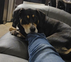 Penny - Photo 8
