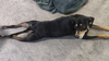 Penny - Photo 9