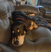 Penny - Photo 10