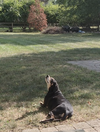 Penny - Photo 11