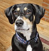 Penny - Photo 12
