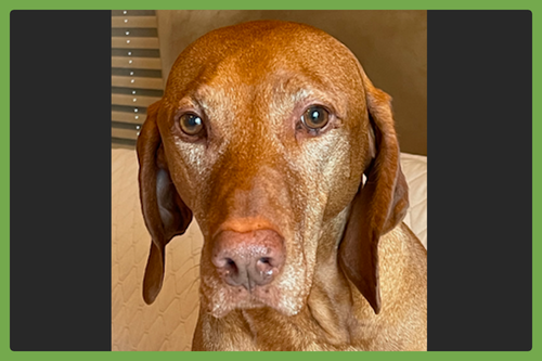 HARRISON - Vizsla available for adoption