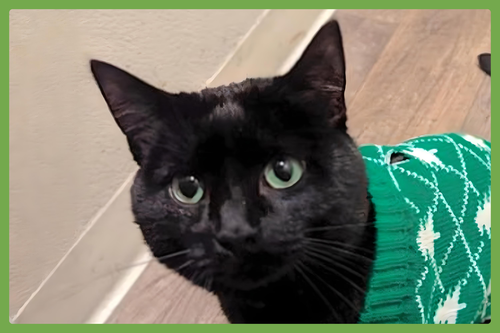NUGGET - Domestic Short Hair available for adoption