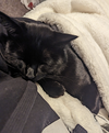 Nugget - Photo 6
