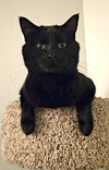 Nugget - Photo 4