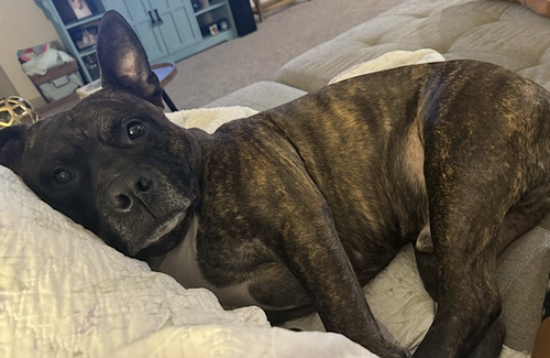 HEXUM - American Staffordshire Terrier available for adoption