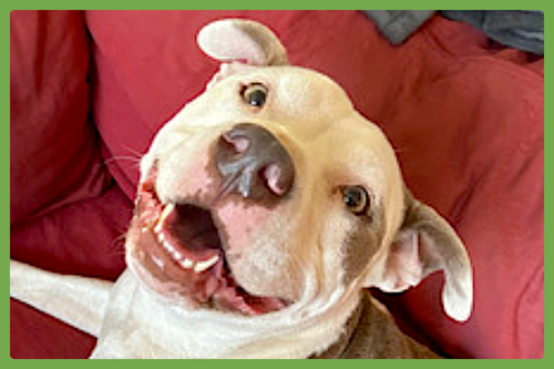 MYRTLE - Staffordshire Bull Terrier available for adoption