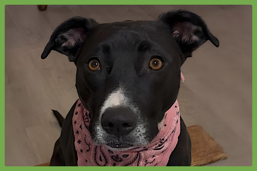 NOVA - Border Collie / American Pit Bull Terrier available for adoption