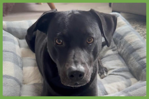 TUCKER - American Pit Bull Terrier / Labrador Retriever available for adoption