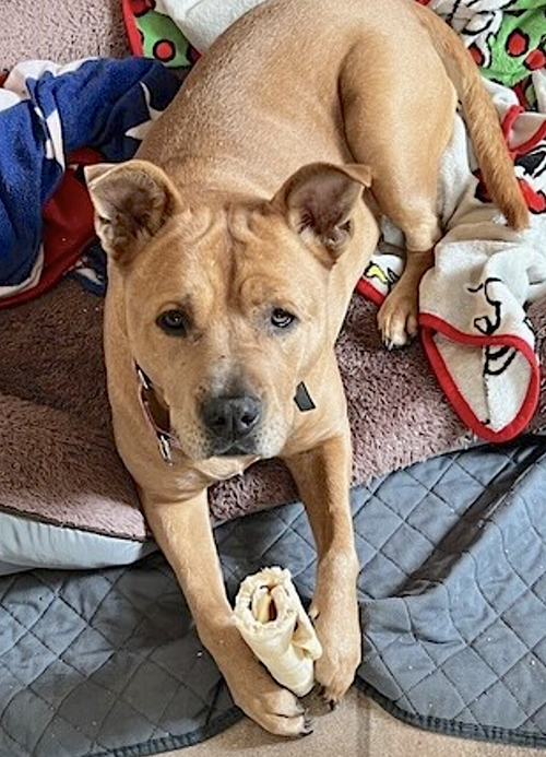 Brandy, photo 3