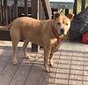 Brandy - Photo 8