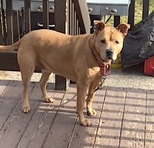 Brandy, photo 9
