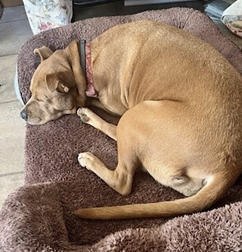 Brandy, photo 12