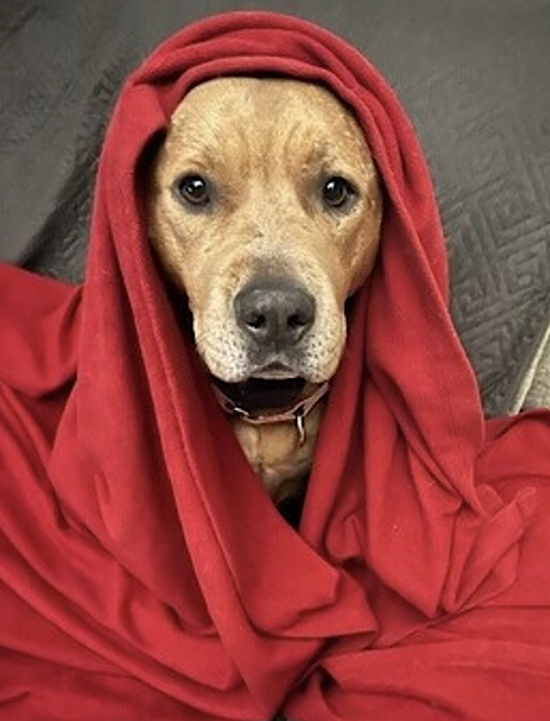 Brandy, photo 4