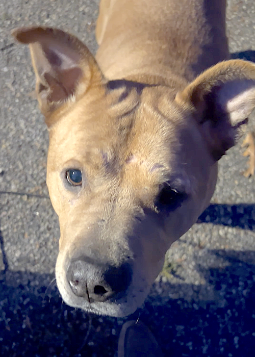 Brandy, photo 7