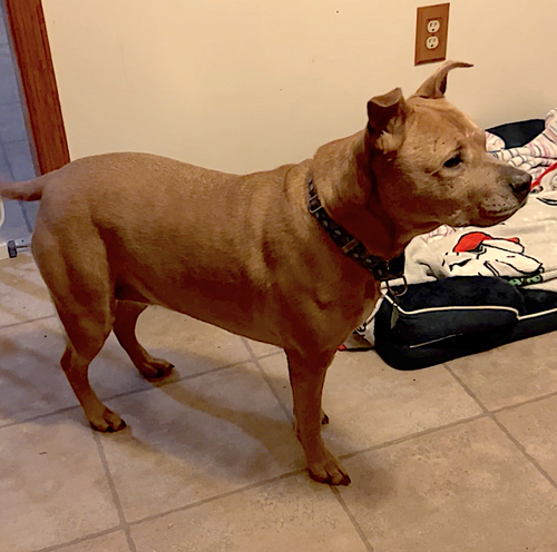 Brandy, photo 10