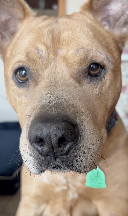 Brandy, photo 8