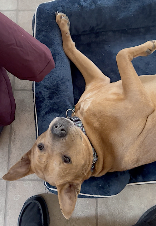 Brandy, photo 5