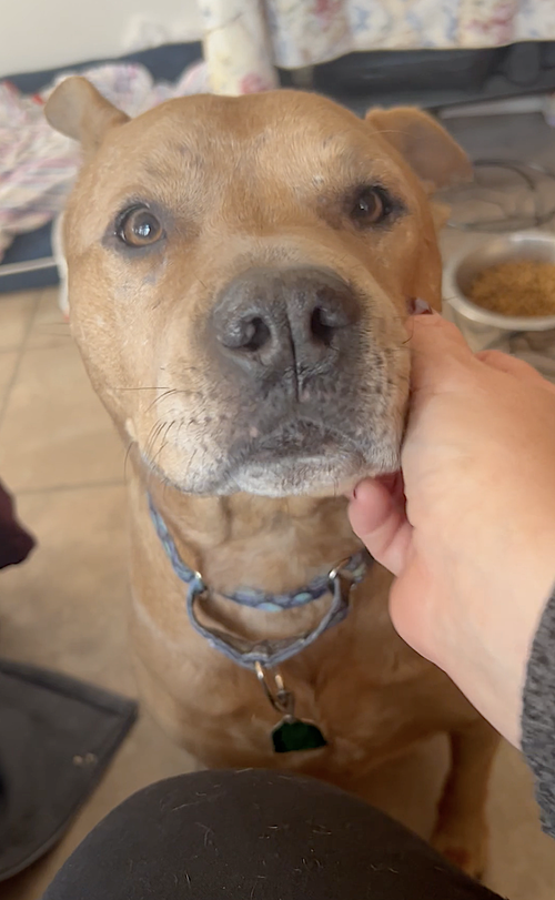 Brandy, photo 6