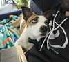 Wheezy - Photo 2