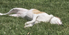 Wheezy - Photo 8