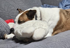 Wheezy - Photo 9