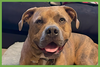 Opie - Photo 1