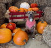 Opie - Photo 2