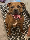 Opie - Photo 3