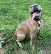 Opie - Photo 5