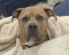 Opie - Photo 6