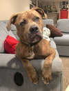 Opie - Photo 7