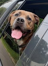 Opie - Photo 8